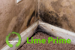 mold remediation paint